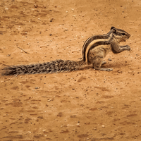 Indian Palm Squirrel