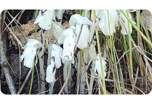 Indian Pipe plant