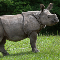 Indian Rhinoceros