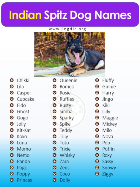 400+ Cute Indian Dog Names (Male, Female, Pups) - EngDic