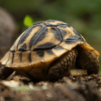 Indian Star Tortoise