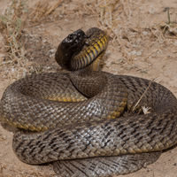 Inland Taipan