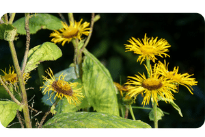 Inula Plant