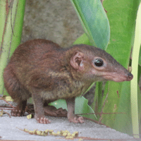 Inyo Shrew