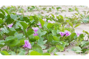 Ipomoea plant