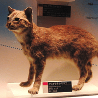 Iriomote Cat