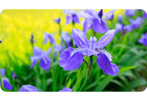 Iris plant