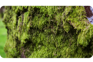 Irish Moss plant