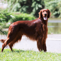 Irish Setter