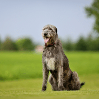 Irish Wolfhound