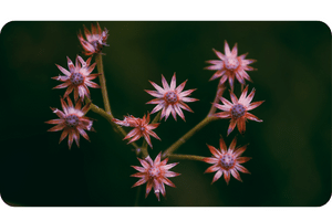 Ironweed plant