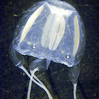 Irukandji Jellyfish