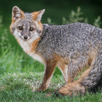 Island Gray Fox