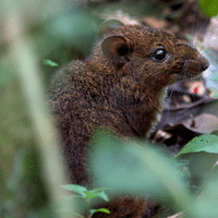 Island Mouse