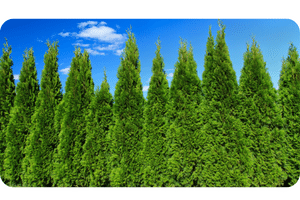 Italian Cypress plant