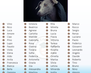 300+ Best Italian Dog Names (Male, Female)