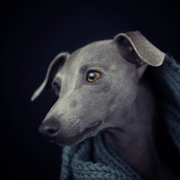 Italian Greyhound