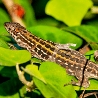 Italian Wall Lizard