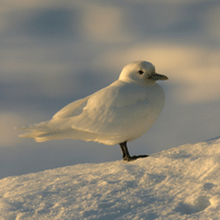 Ivory Gull