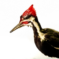 Ivory billed Woodpecker