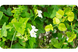 Ivy Gourd plant