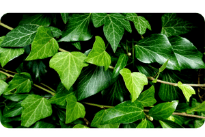 Ivy plant