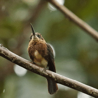 Jacamar