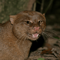 Jaguarundi