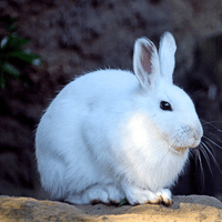 Japanese Hare