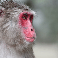 Japanese Macaque