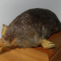 Japanese Mole