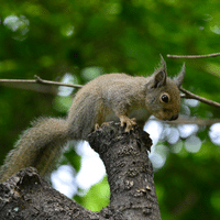 Japanese Squirrel