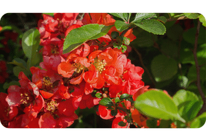 Japanese quince plant