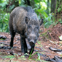 Javan Pig