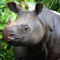 Javan Rhinoceros