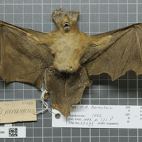 Javan Slit faced Bat