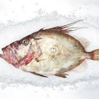 John Dory