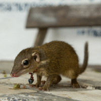 Jungle Shrew