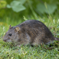 Junin Grass Mouse