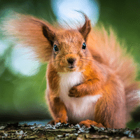 Junin Red Squirrel