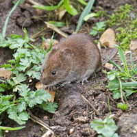 Juniper Vole