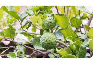 Kaffir Lime plant