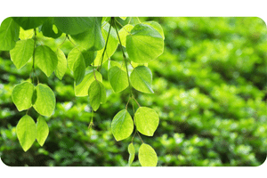 Katsura Tree plant