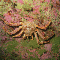 King Crab