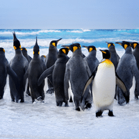 King Penguin