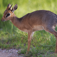 Kirks Dik Dik