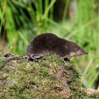 Kivu Shrew