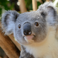 Koala