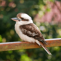 Kookaburra