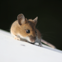 Korean Field Mouse